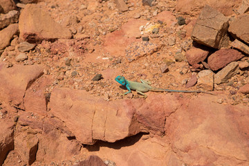 Sinai Agama, the blue lizard in the sinai mountains in Egypt