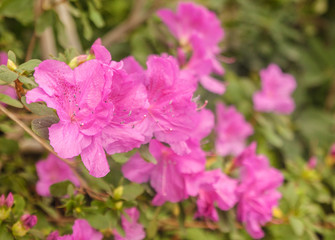 Fototapeta na wymiar Lilac azalea (rhododendron) in the greenhouse.