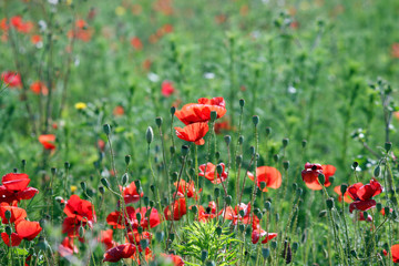 Obraz na płótnie Canvas poppies flower in spring season landscape
