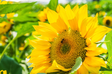 Obraz premium Close-up of sun flower and bee.
