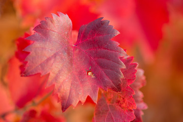 Autumn grapes with red leaves, the vine at sunset is reddish yellow