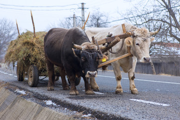 Oxen pulling a cart loaded with hay along a Romanian road. Hardy hardworking animals.