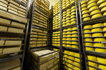 Cheese warehouse. Cheese rack angle