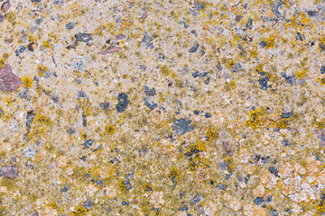 Asbestos slate texture concrete covered with lichen and moss	