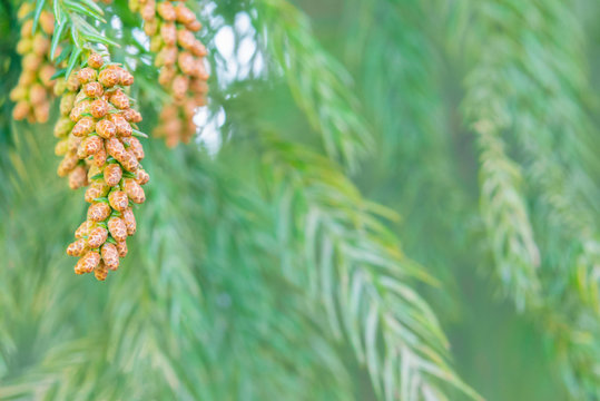 1 132 Best 杉花粉 Images Stock Photos Vectors Adobe Stock