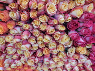Naklejka premium Pile of multicolored roses background