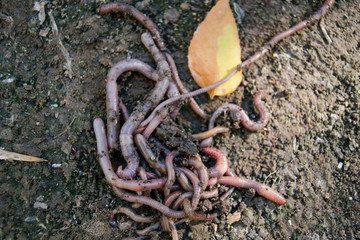 Red earthworms crawling. Putting on and bait for fish