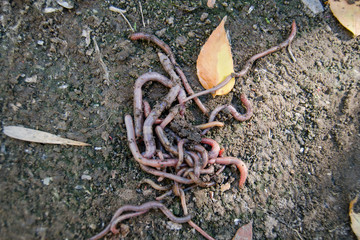 Red earthworms crawling. Putting on and bait for fish