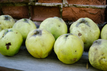 Ripe ripe yellow quince lies outdoors