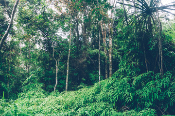 Tropical jungle. Thailand, Southeast Asia. Tropical rainforest. Banana palm trees. Landscape view.