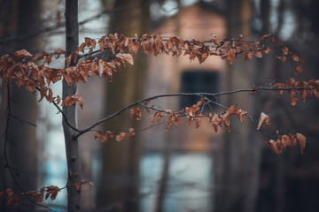 Haus im Wald mit Bäumen im Vordergrund