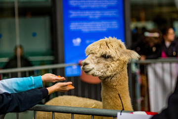 Unrecognizable kids hand feeding an alpaca