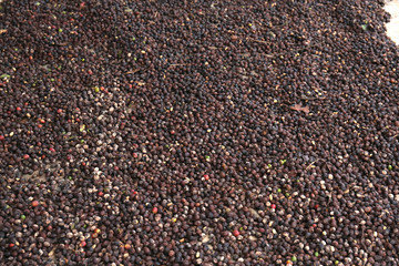 Drying coffee beans in the sun