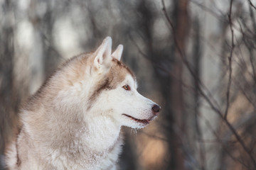 Beautiful, adorable and free Siberian Husky dog sitting on the snow path in the winter forest at sunset.