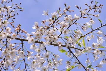 Blooming Wu-She cherry blossom in the Guan-Wu,Belonging to Shei-Pa National Park, Taiwan