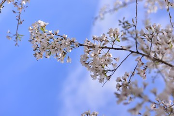 Blooming Wu-She cherry blossom in the Guan-Wu,Belonging to Shei-Pa National Park, Taiwan