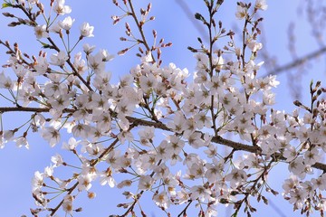 Blooming Wu-She cherry blossom in the Guan-Wu,Belonging to Shei-Pa National Park, Taiwan