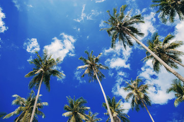 Palm tree at blue sky.