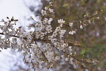 Blooming Wu-She cherry blossom in the Guan-Wu,Belonging to Shei-Pa National Park, Taiwan