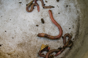 Red earthworms crawling. Putting on and bait for fish