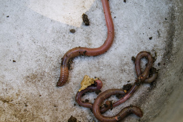 Obraz premium Red earthworms crawling. Putting on and bait for fish