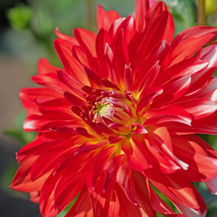 Rote Dahlie, Blüte in einer Nahaufnahme