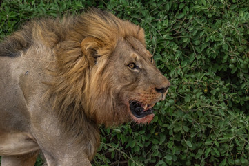 The Savuti North Pride lions roam in the Chobe National Park Botswana.