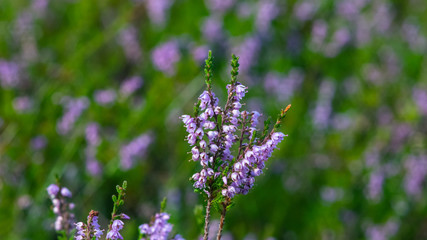 Obraz premium Wild Purple Common Heather, Calluna vulgaris, blossom close-up, selective focus, shallow DOF