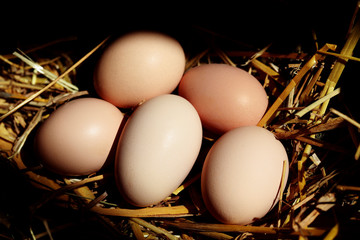 Brown eggs on straw