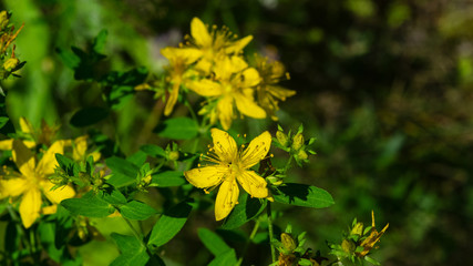 Yellow St. John's Wort or Hypericum perforatum blossom close-up, selective focus, shallow DOF