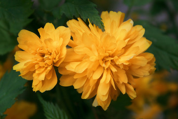 Very beautiful orange yellow chrysanthemum flowers close up.