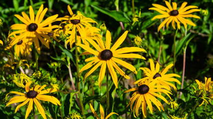 Black Eyed Susan, Rudbeckia hirta, yellow flowers at flowerbed close-up, selective focus, shallow DOF