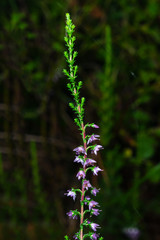 Wild Purple Common Heather, Calluna vulgaris, blossom close-up, selective focus, shallow DOF