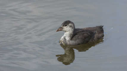 Small chick of Eurasian coot or Fulica atra swimming in pond close-up portrait, selective focus, shallow DOF