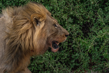 The Savuti North Pride lions roam in the Chobe National Park Botswana.