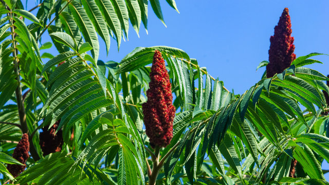 「Rhus」の画像 - 11,239 件の Stock 写真、ベクターおよびビデオ | Adobe Stock