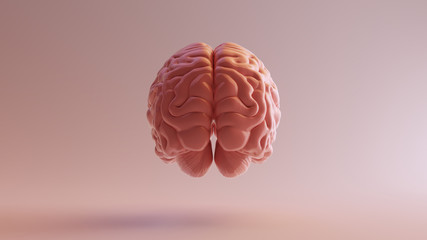 Pink Porcelain Anatomical Brain Back 3d illustration 3d render