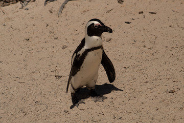 Cuteness overload: funny african penguins living free in south african beach (Boulder Beach Penguin Colony)