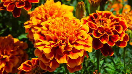 Red and orange flowers of Mexican or Aztec Marigold, Tagetes erecta, at flowerbed close-up, selective focus, shallow DOF