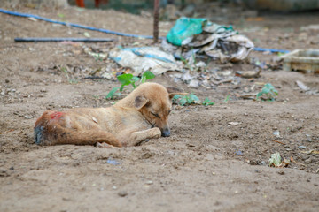 dog