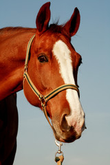 Obraz premium Beautiful horse portrait