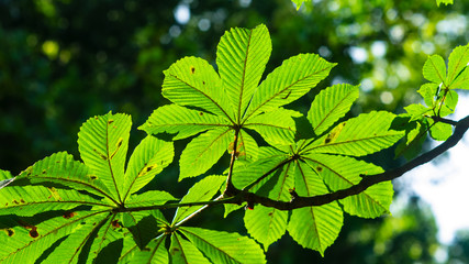 Leaves of horse chestnut tree in morning sunlight, selective focus, shallow DOF