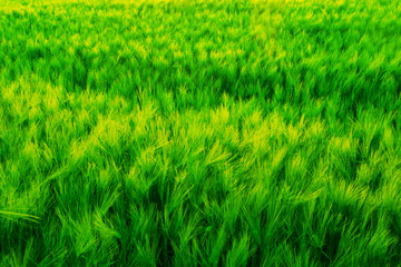 Field of green wet grass and colorful sunset.