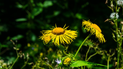 Blooming Telekia Speciosa yellow flowers in wild macro, selective focus, shallow DOF