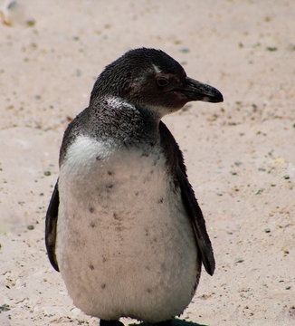 Cuteness overload: fluffy african penguins baby or chicks living free in south african beach (Boulder Beach Penguin Colony)