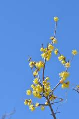 Obraz premium ろうばいの花