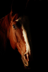Fototapeta na wymiar Beautiful horse portrait