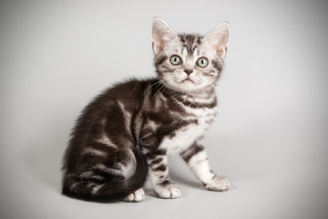 American shorthair cat on colored backgrounds