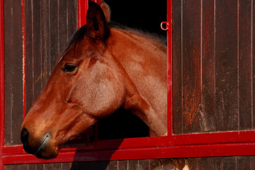 Beautiful horse portrait