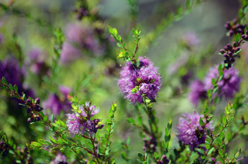 Mauve flowers of the Australian native Thyme-leaf Honey Myrtle, Melaleuca thymifolia, family Myrtaceae